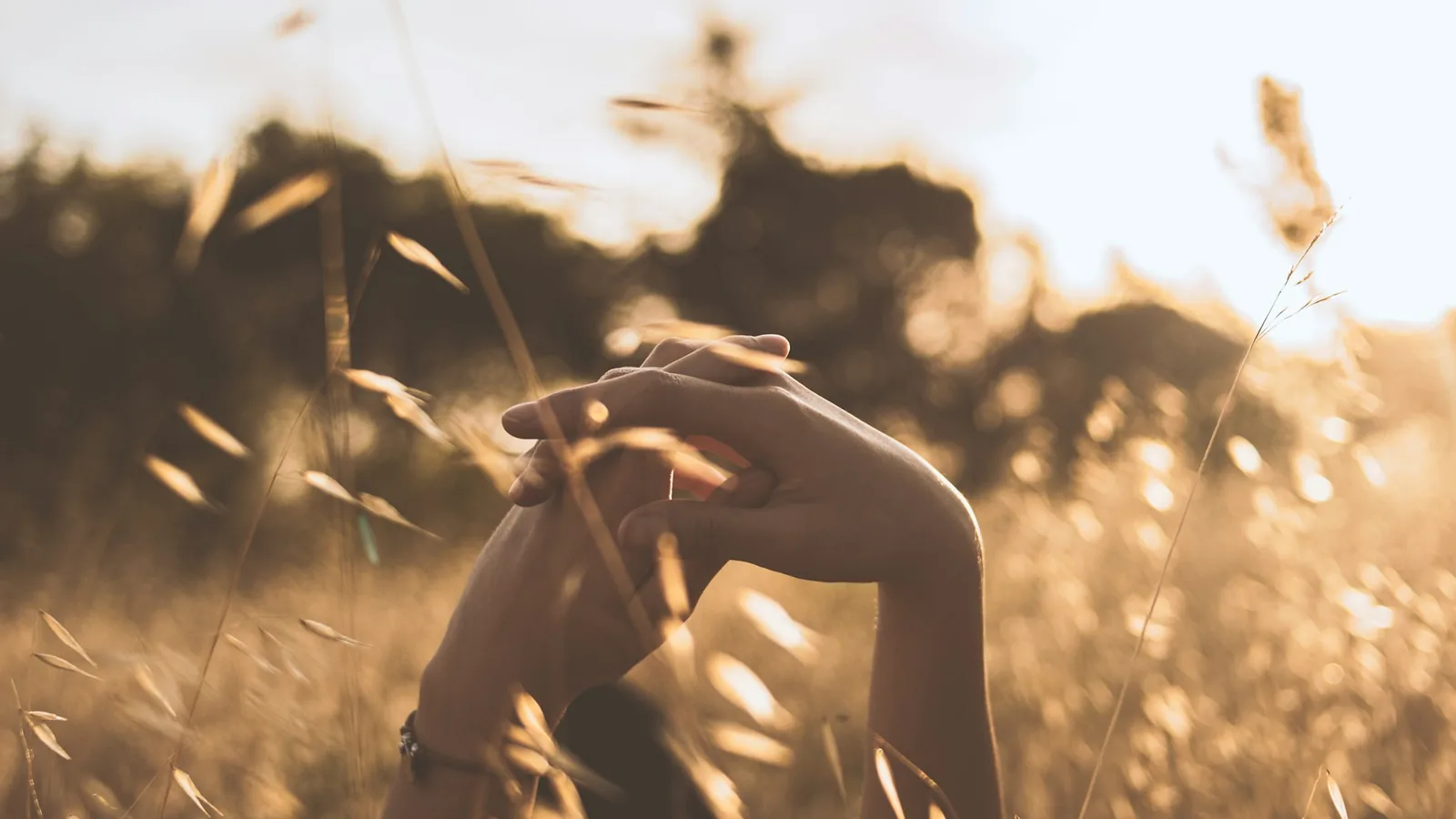 Two hands reaching toward each other through golden grass at sunset