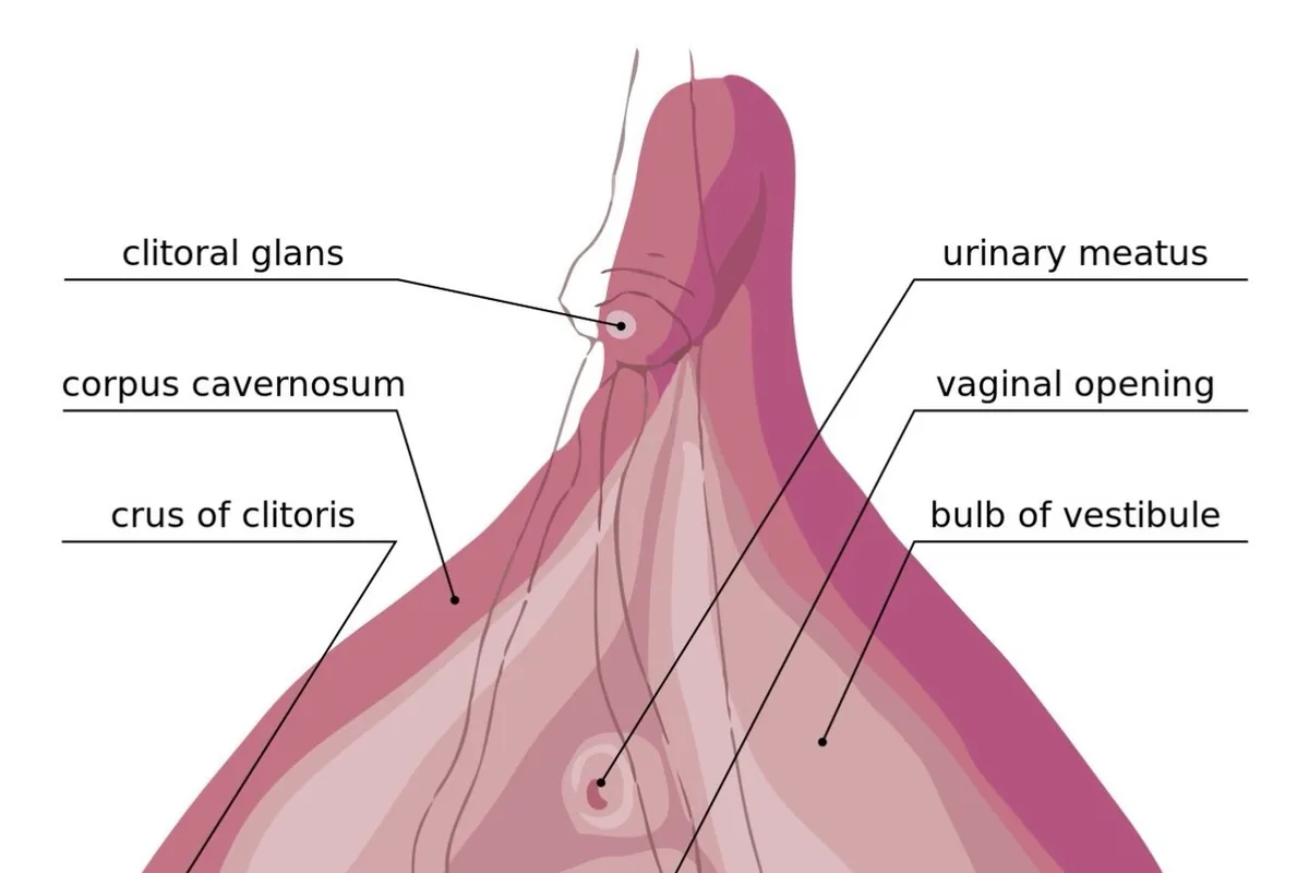 Labelled anatomical drawing of the internal clitoris: glans, body, crura and vestibular bulbs