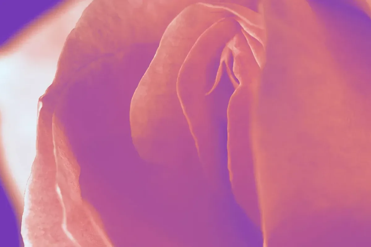 Soft abstract close-up of pink and purple petals