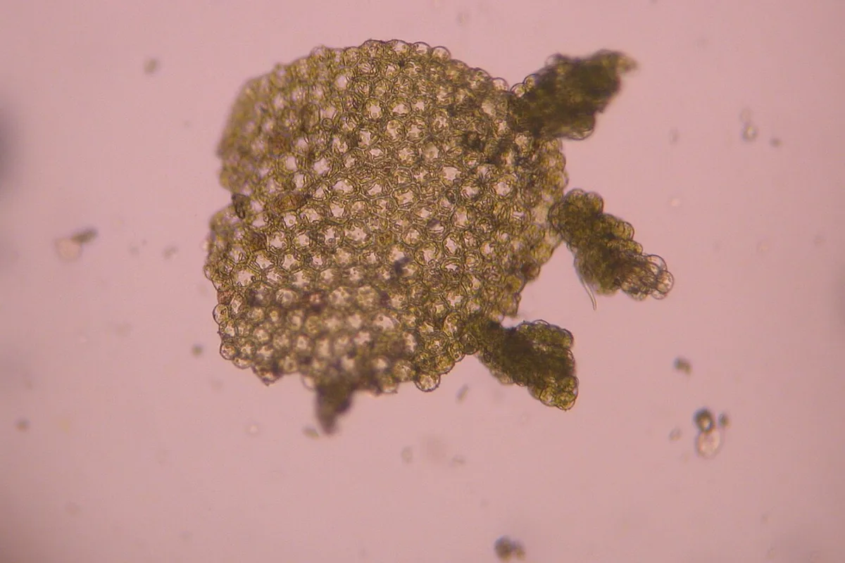 A microscope view of a round colony with smaller buds growing from its edge