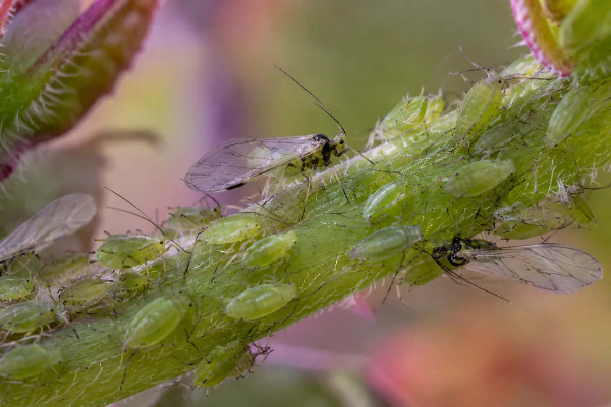 A cluster of green aphids on a plant stem