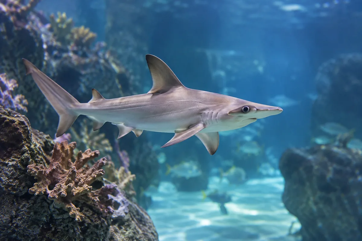 A bonnethead shark swimming in an aquarium tank