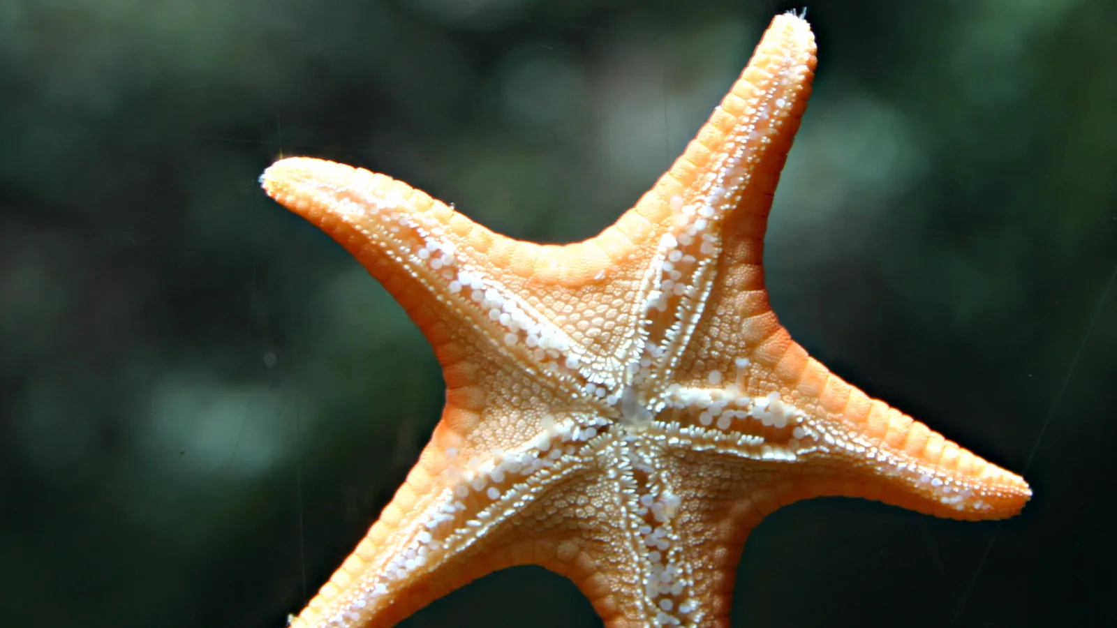 An orange starfish against a dark green background