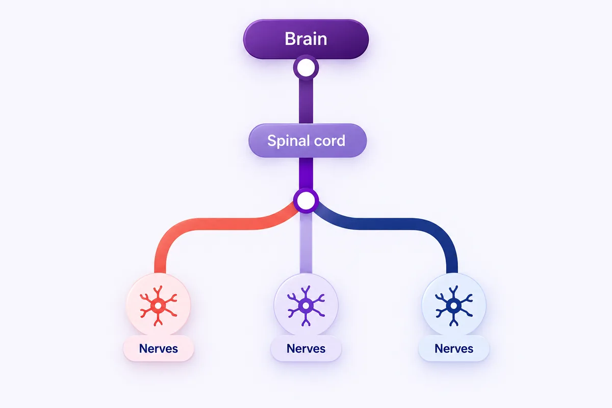 A transit-map style diagram of a head with branching glowing lines